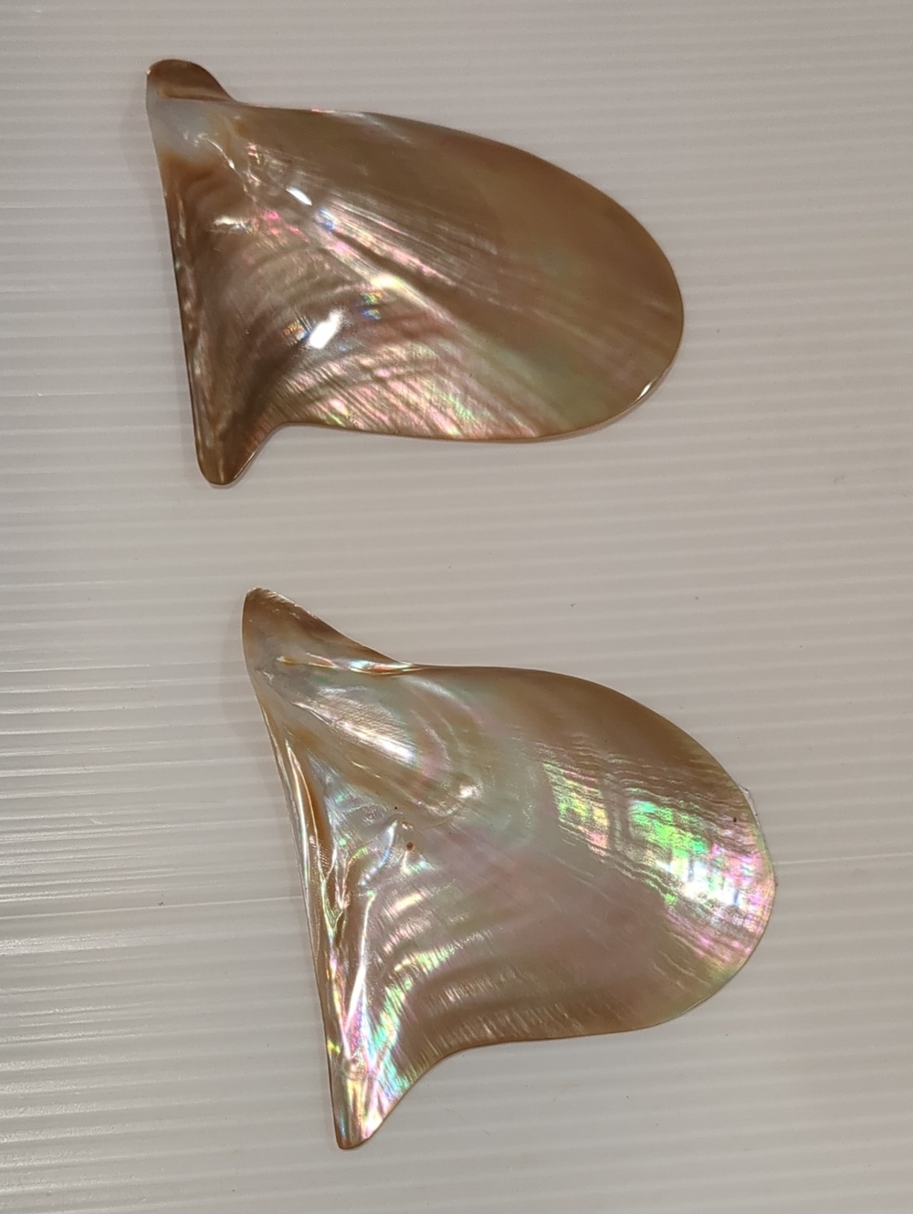 Brownlip Oyster Seashell Iridescent Pink Beige Set of 2